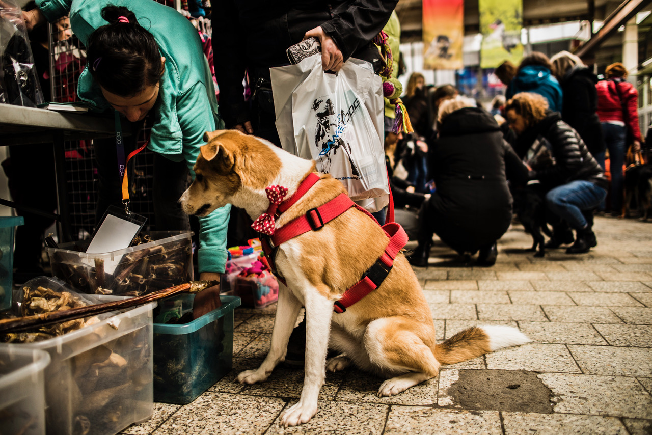 Akcja malowania bombek na rzecz zwierząt w schroniskach Akcja malowania bombek na rzecz zwierząt w schroniskach