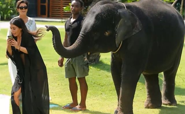 Słoń zrobił Kim Kardashian Prima Aprilis (FOTO)