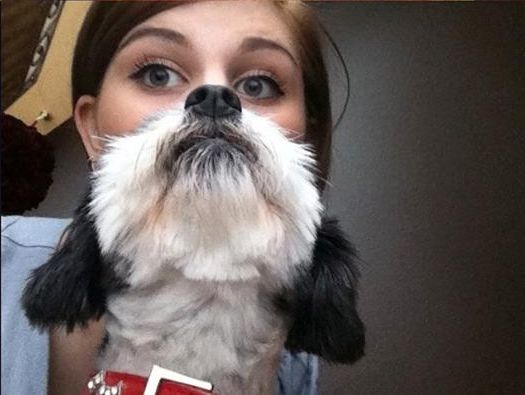 Moda na brodę z kota lub psa Moda na brodę z kota lub psa