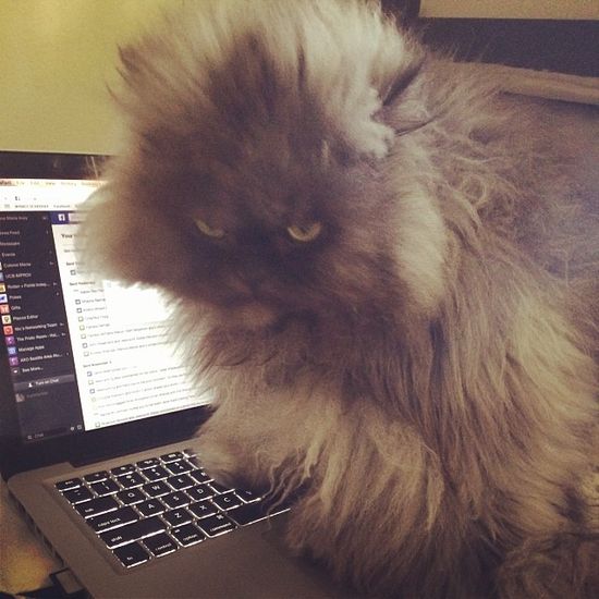 Nie żyje Pułkownik Miau - najbardziej zniesmaczony kot sieci