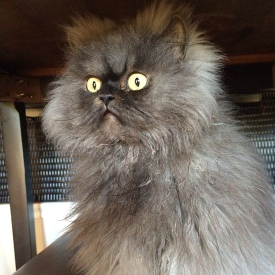 Nie żyje Pułkownik Miau - najbardziej zniesmaczony kot sieci