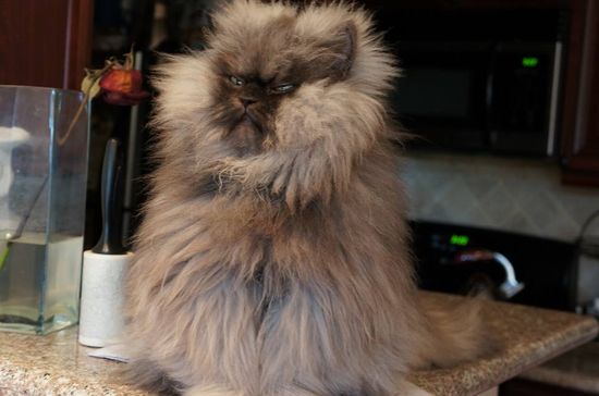 Nie żyje Pułkownik Miau - najbardziej zniesmaczony kot sieci