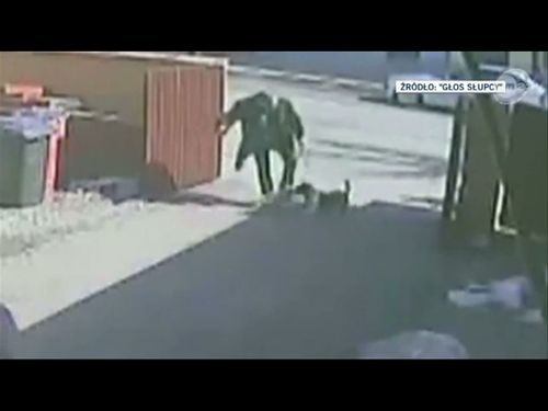 Mężczyzna z pit bullem zakatowali ciężarną kotkę (FOTO) Mężczyzna z pit bullem zakatowali ciężarną kotkę (FOTO)