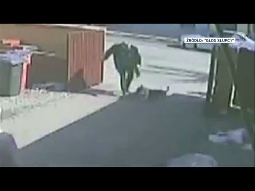 Mężczyzna z pit bullem zakatowali ciężarną kotkę (FOTO) Mężczyzna z pit bullem zakatowali ciężarną kotkę (FOTO)