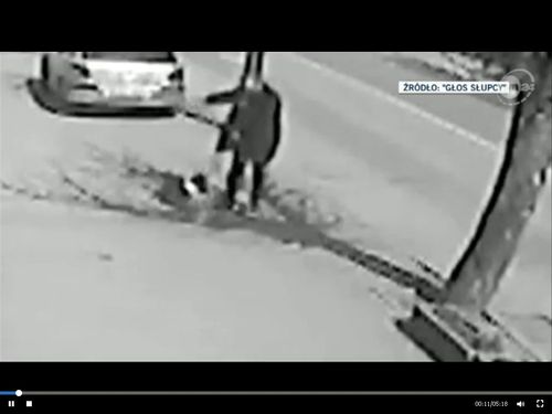 Mężczyzna z pit bullem zakatowali ciężarną kotkę (FOTO) Mężczyzna z pit bullem zakatowali ciężarną kotkę (FOTO)