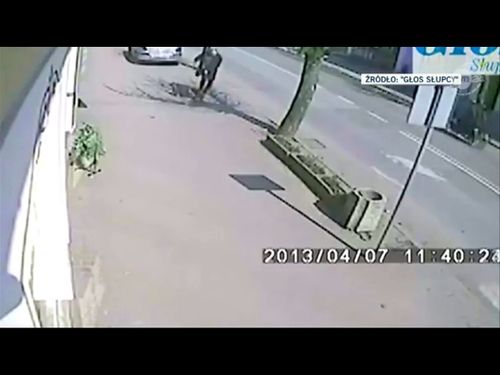 Mężczyzna z pit bullem zakatowali ciężarną kotkę (FOTO)