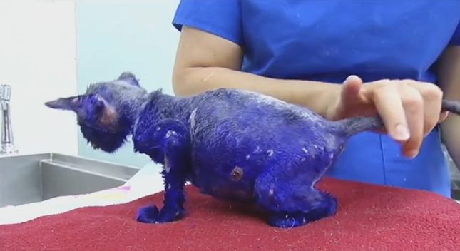 Ten 7-tygodniowy kociak przeszedł prawdziwe piekło