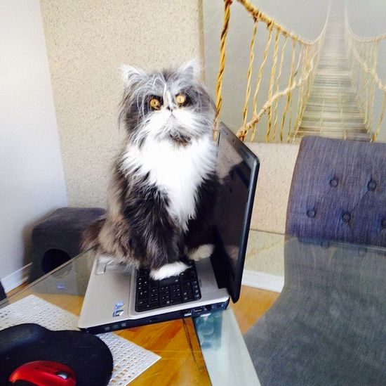 Poznajcie najgroźniejszego kota na świecie