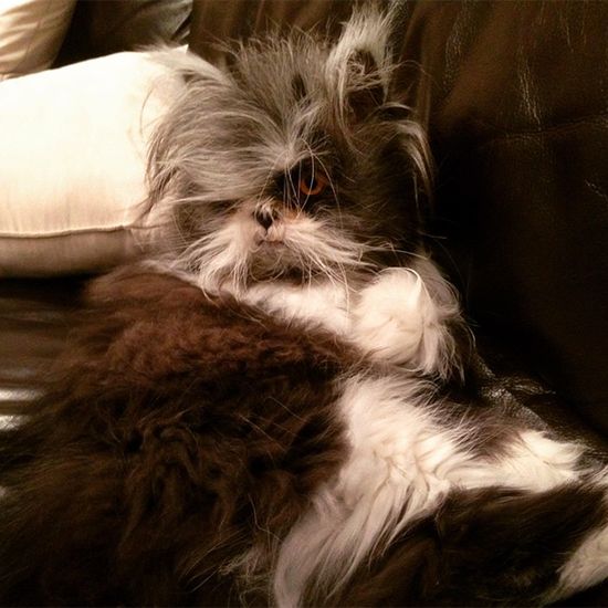 Poznajcie najgroźniejszego kota na świecie