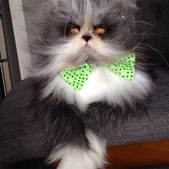 Poznajcie najgroźniejszego kota na świecie