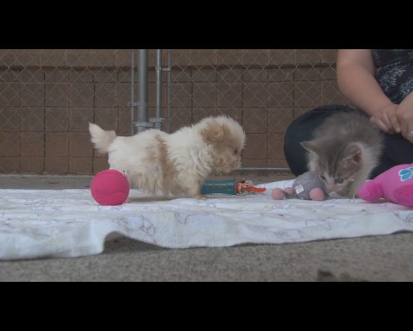 Wzruszająca przyjaźń czworonogów, które miały pod górkę