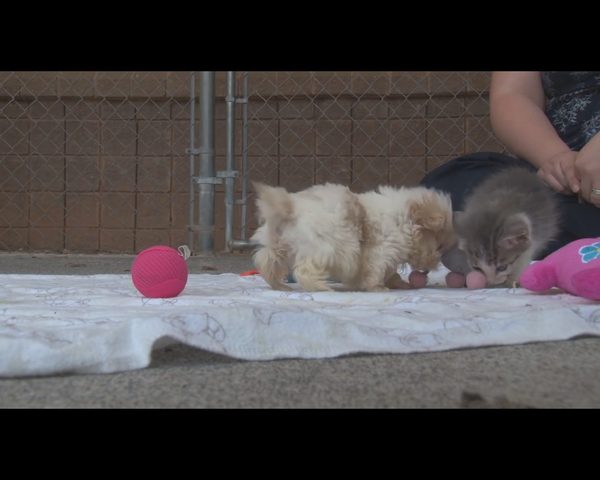 Wzruszająca przyjaźń czworonogów, które miały pod górkę