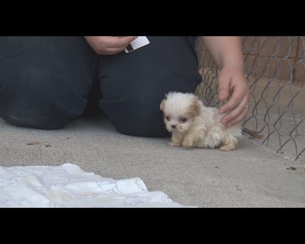Wzruszająca przyjaźń czworonogów, które miały pod górkę