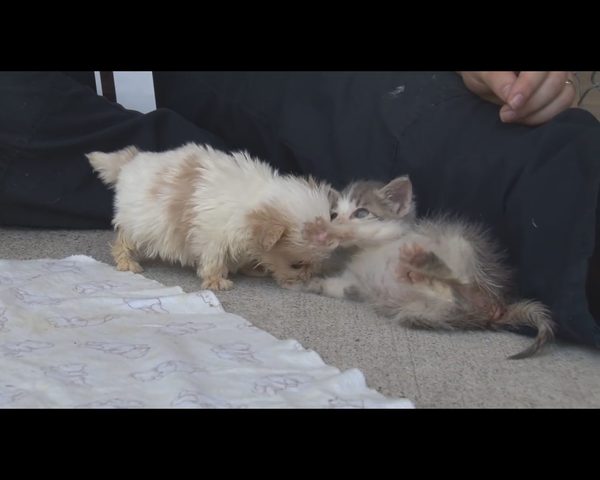 Wzruszająca przyjaźń czworonogów, które miały pod górkę