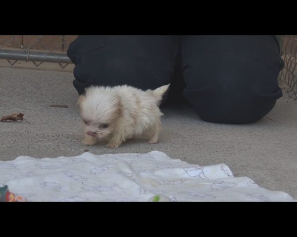 Wzruszająca przyjaźń czworonogów, które miały pod górkę