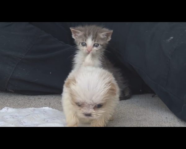 Wzruszająca przyjaźń czworonogów, które miały pod górkę