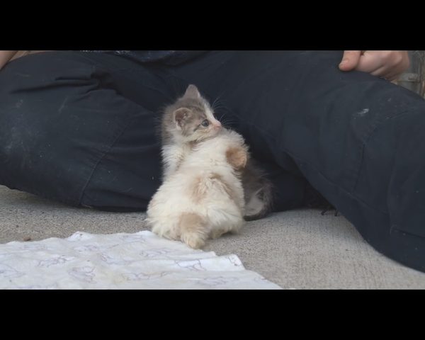 Wzruszająca przyjaźń czworonogów, które miały pod górkę