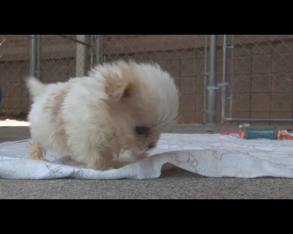 Wzruszająca przyjaźń czworonogów, które miały pod górkę