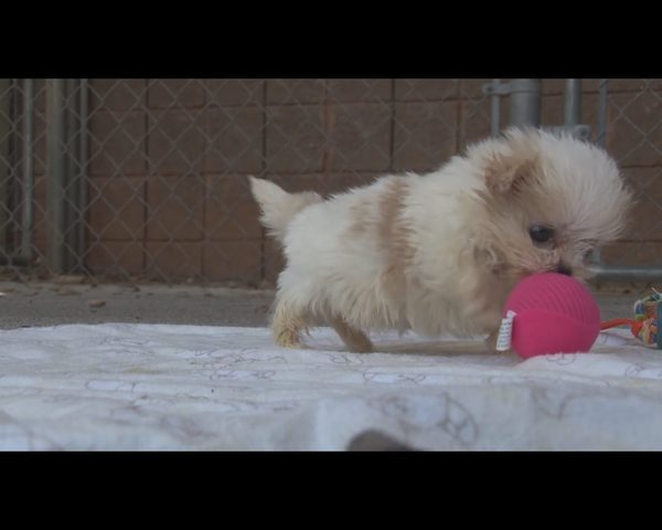 Wzruszająca przyjaźń czworonogów, które miały pod górkę