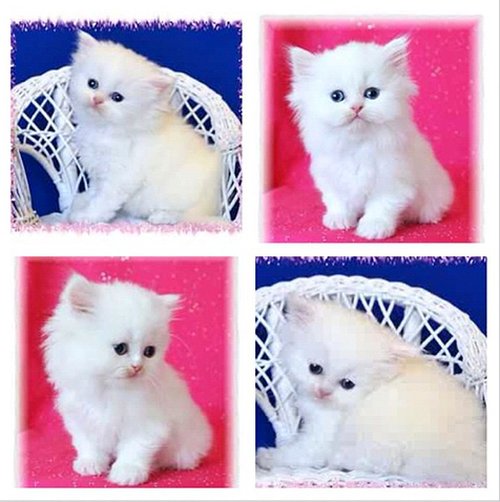 Pupil Kim Kardashian ma imię!