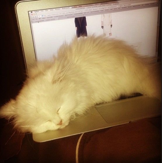 Kotka Kim Kardashian nie żyje