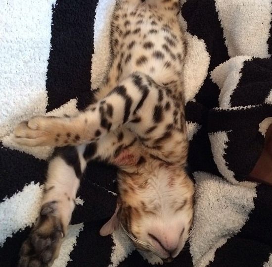 Kot Kourtney Kardashian miauczy w luksusie (FOTO)