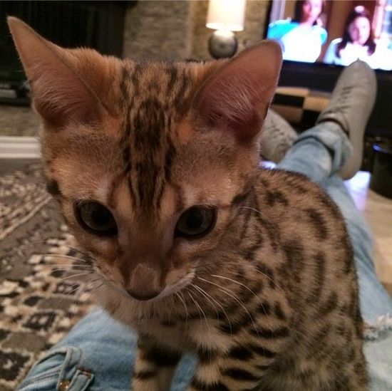 Kot Kourtney Kardashian miauczy w luksusie (FOTO)