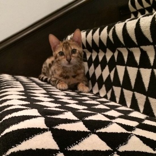 Kot Kourtney Kardashian miauczy w luksusie (FOTO)