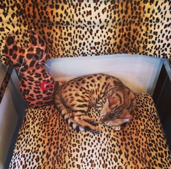 Kot Kourtney Kardashian miauczy w luksusie (FOTO)