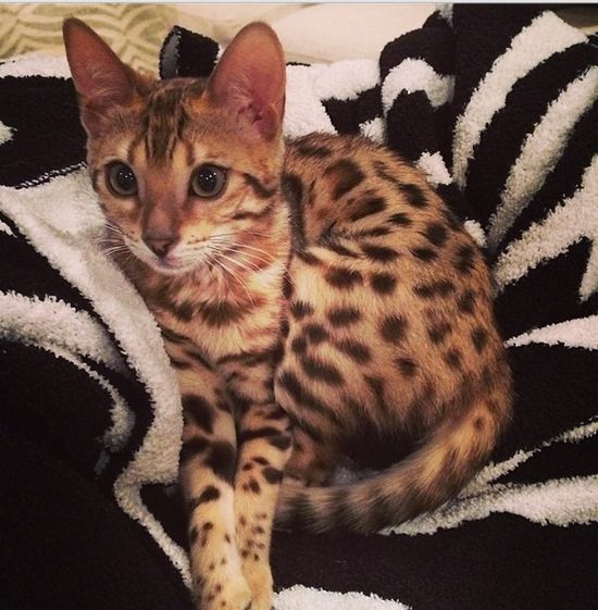 Kot Kourtney Kardashian miauczy w luksusie (FOTO)