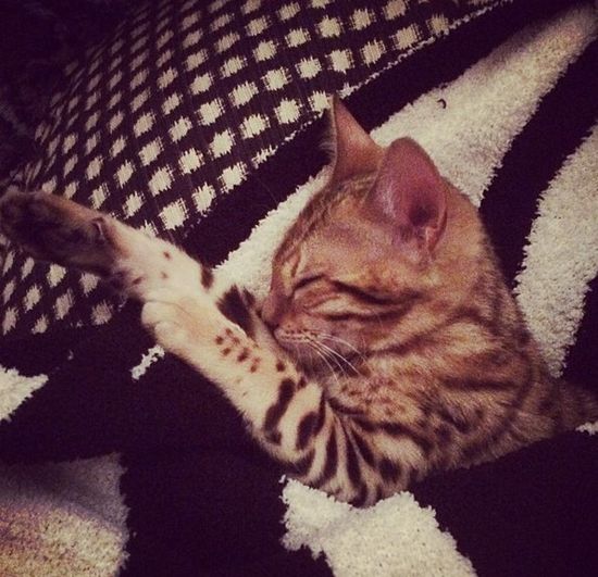 Kot Kourtney Kardashian miauczy w luksusie (FOTO)