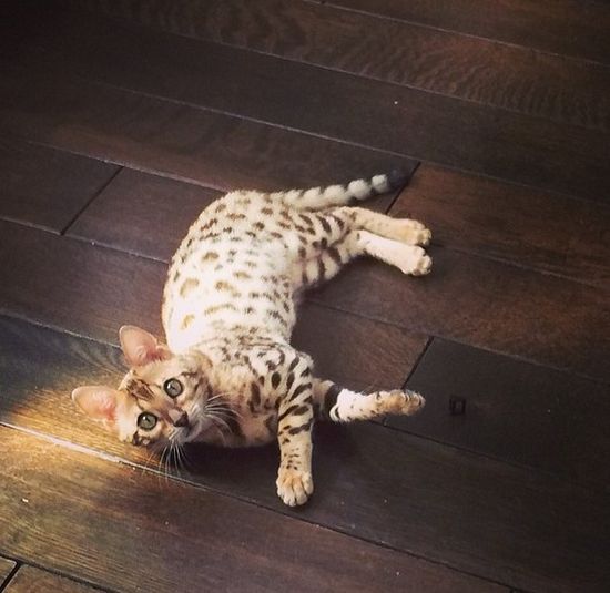 Kot Kourtney Kardashian miauczy w luksusie (FOTO)