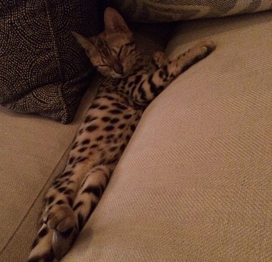 Kot Kourtney Kardashian miauczy w luksusie (FOTO)