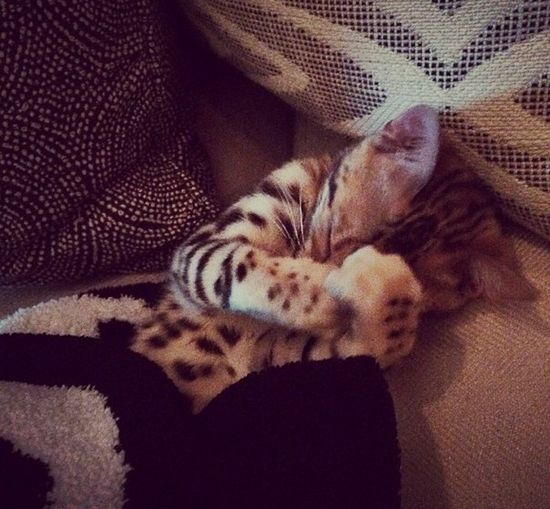 Kot Kourtney Kardashian miauczy w luksusie (FOTO)