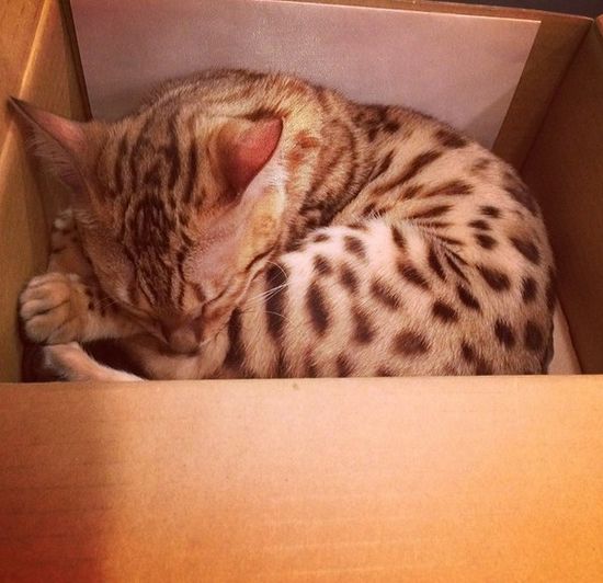 Kot Kourtney Kardashian miauczy w luksusie (FOTO)