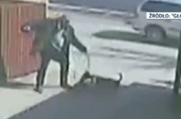 Mężczyzna z pit bullem zakatowali ciężarną kotkę (FOTO)