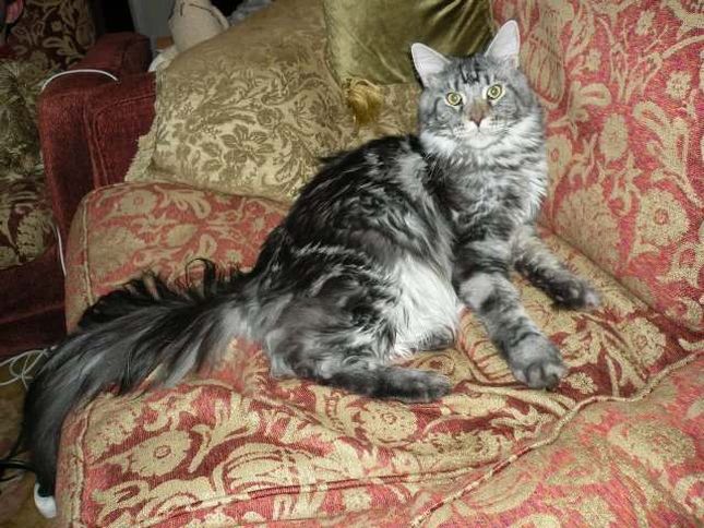 Maryla Rodowicz pokazała swoje koty Maryla Rodowicz pokazała swoje koty