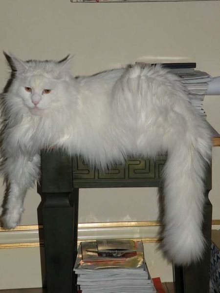 Maryla Rodowicz pokazała swoje koty Maryla Rodowicz pokazała swoje koty