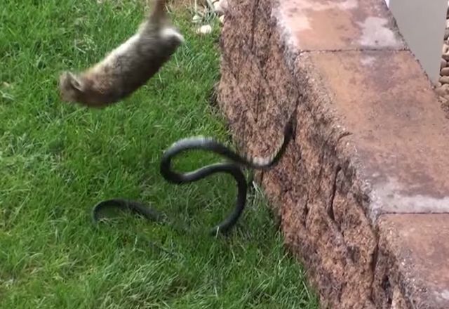 NIESAMOWITE! Ta królicza mama stanęła w obronie małych!