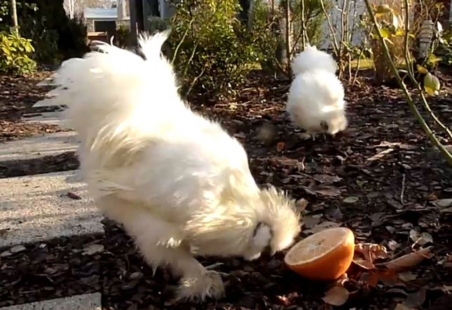 Koguciki jedwabiste wywróżą nam Euro