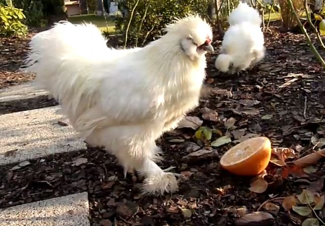 Koguciki jedwabiste wywróżą nam Euro