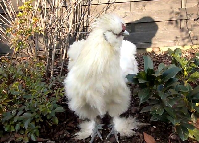 Koguciki jedwabiste wywróżą nam Euro