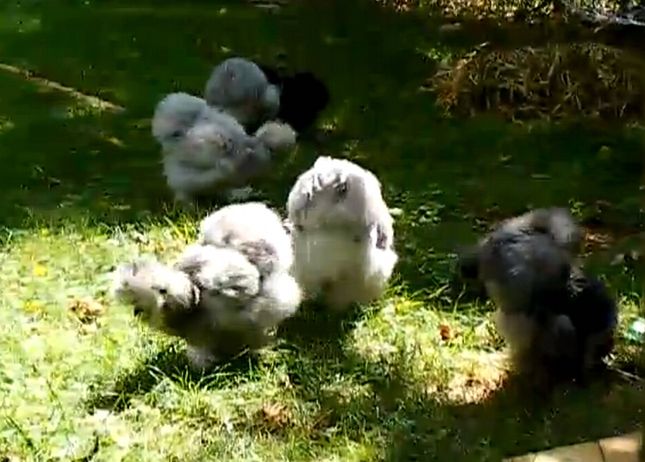 Koguciki jedwabiste wywróżą nam Euro