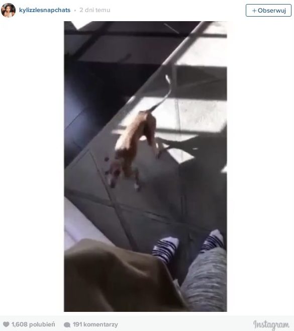 Opływa w luksusy, a głodzi psy? (FOTO)