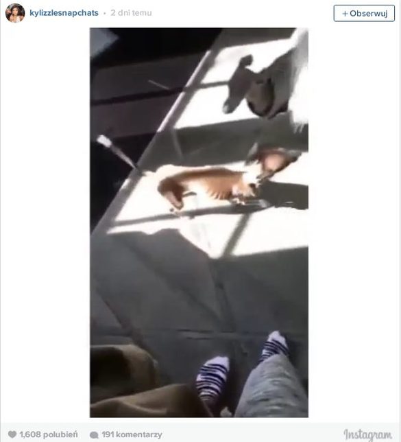 Opływa w luksusy, a głodzi psy? (FOTO)