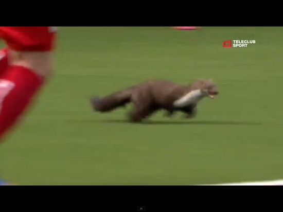 Łasica sterroryzowała piłkarzy podczas meczu [VIDEO]