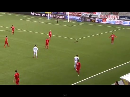 Łasica sterroryzowała piłkarzy podczas meczu [VIDEO]