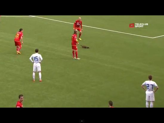 Łasica sterroryzowała piłkarzy podczas meczu [VIDEO]