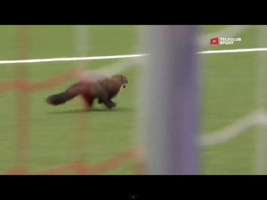 Łasica sterroryzowała piłkarzy podczas meczu [VIDEO]