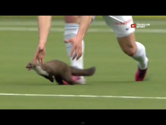 Łasica sterroryzowała piłkarzy podczas meczu [VIDEO]